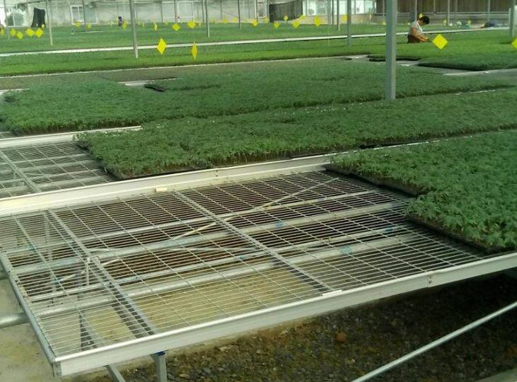 1566028388935448.jpg <a href='http://m.banos10china.com/miaochuangsheshi/199.html'target='_blank'>育苗床</a>.jpg