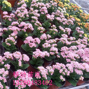 <a href='/' target='_blank'><a href='/' target='_blank'>溫室苗床</a>網</a>