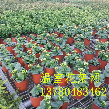 移動<a href='/' target='_blank'>苗圃網(wǎng)</a>